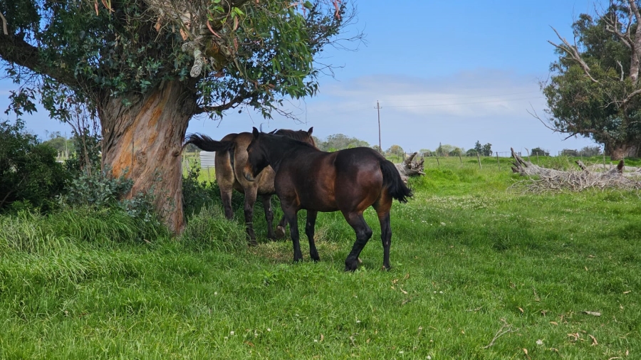  Bedroom Property for Sale in George Rural Western Cape